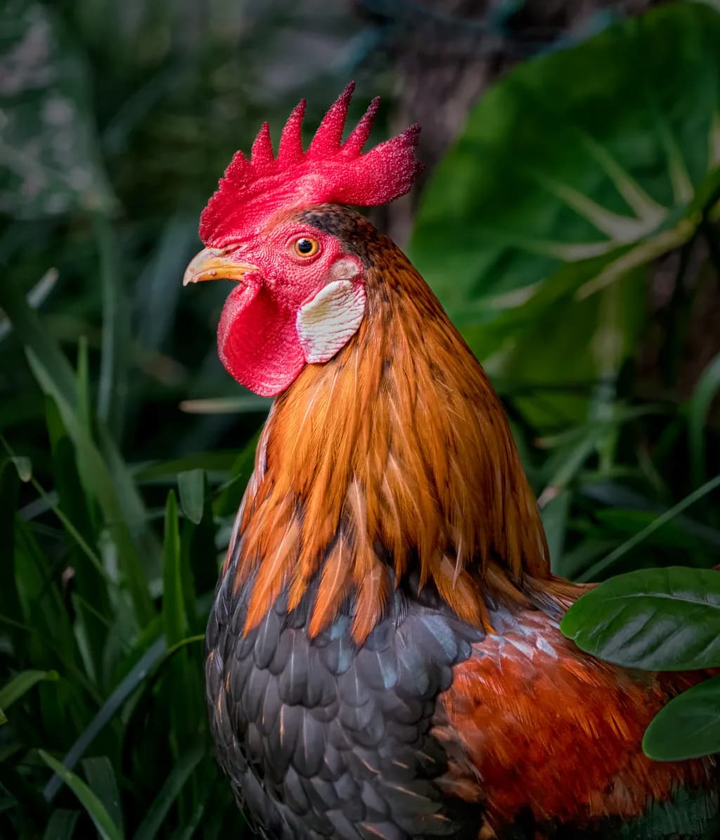 Regal Rooster: A Vibrant Portrait of Nature's Majesty