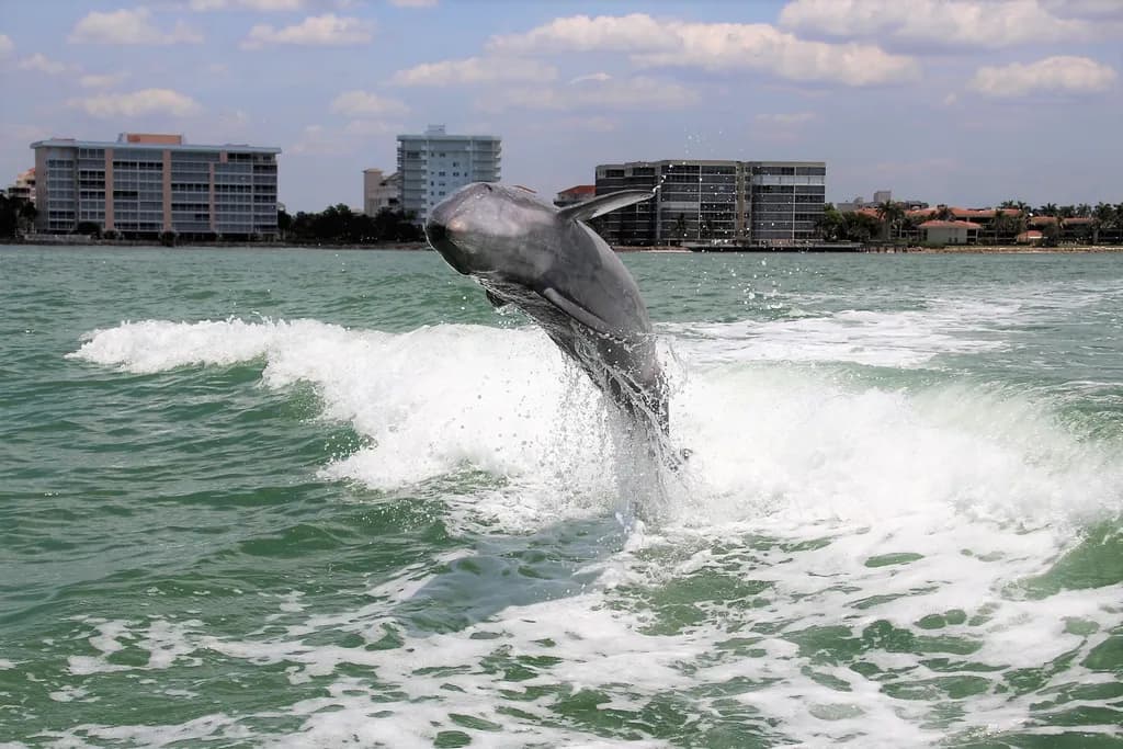 Joyful Moments: A Dolphin's Dance Against a Bright Sky