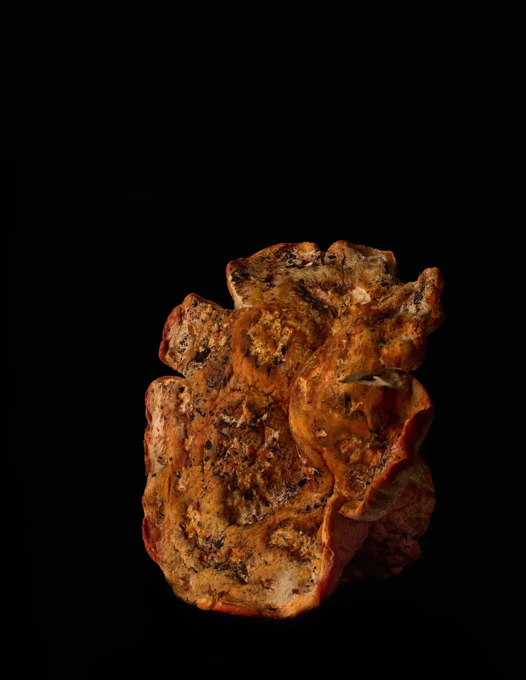 Lobster Mushroom Detail