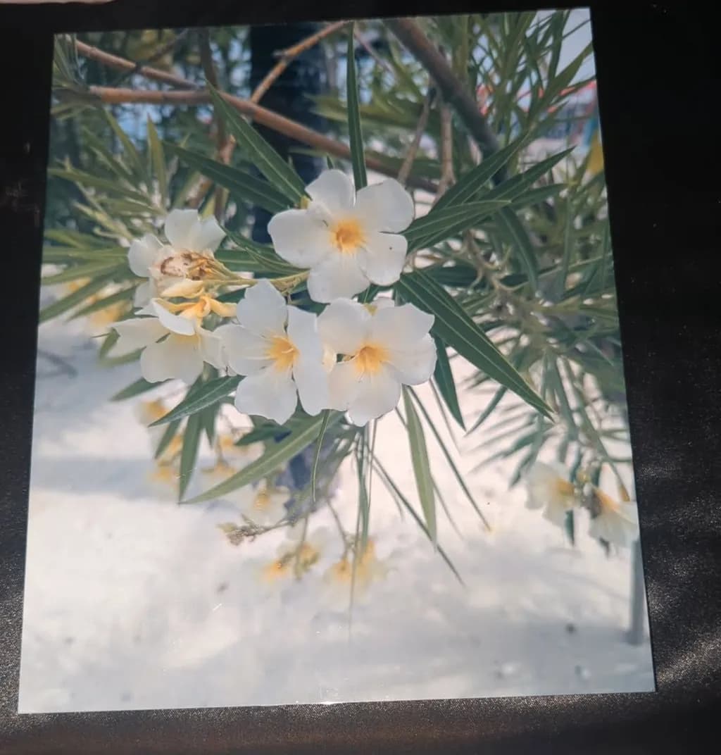 Beach Blossoms