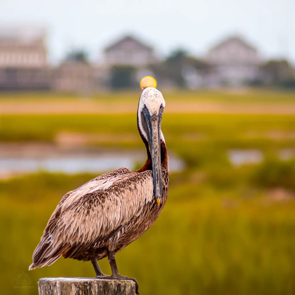 Serene Pelican Perched in Coastal Splendor: A Tranquil Moment Captured in Nature's Embrace