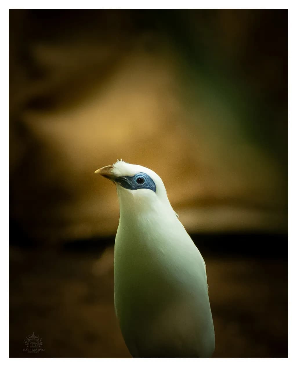 Serenity in Flight: A Graceful White Bird Amidst Nature's Embrace