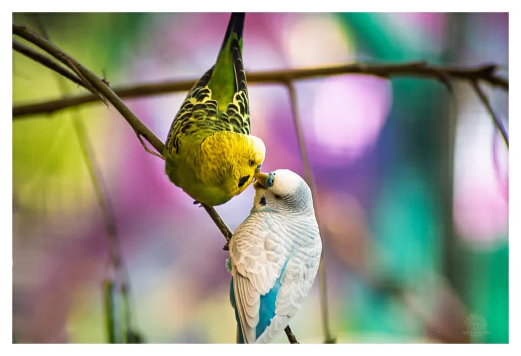 Whispers of Love: A Colorful Encounter Between Budgerigars in Nature's Embrace
