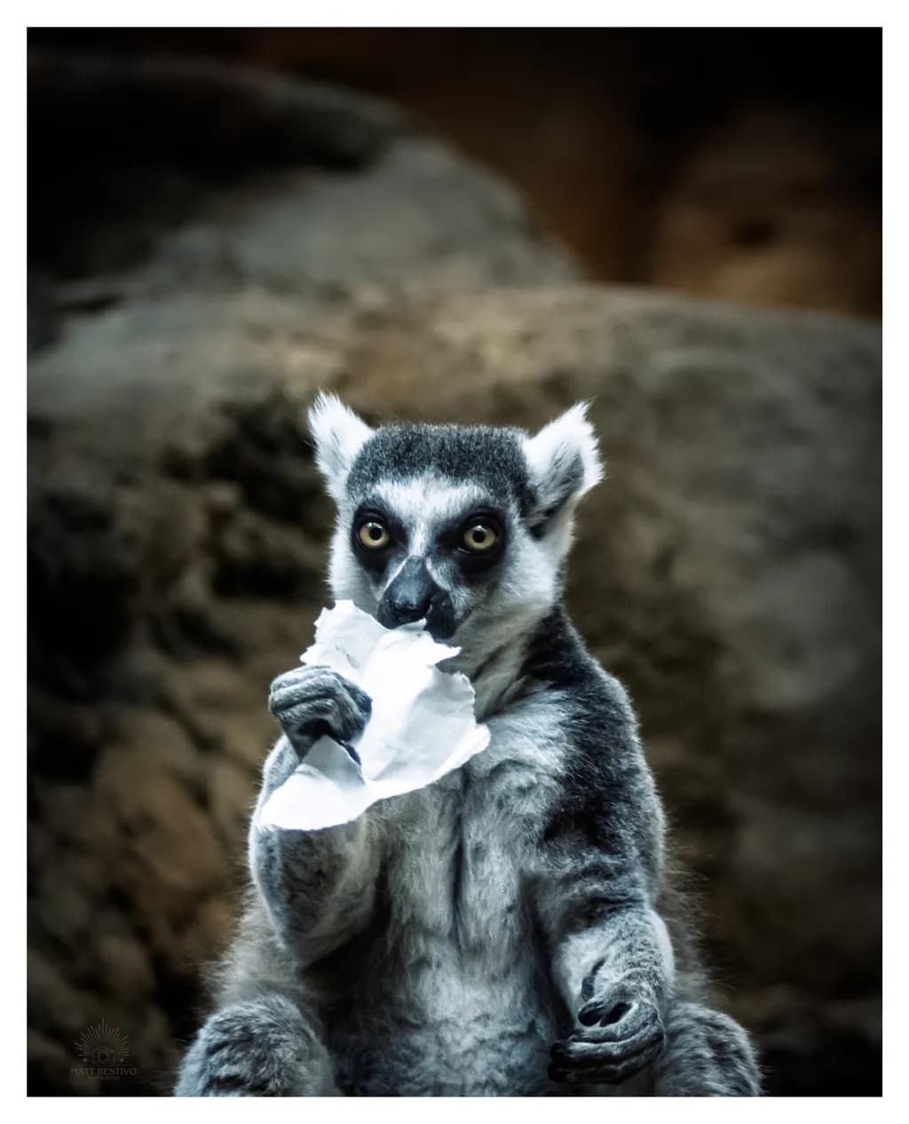 Whimsical Lemur: A Curious Encounter with Nature's Mischief