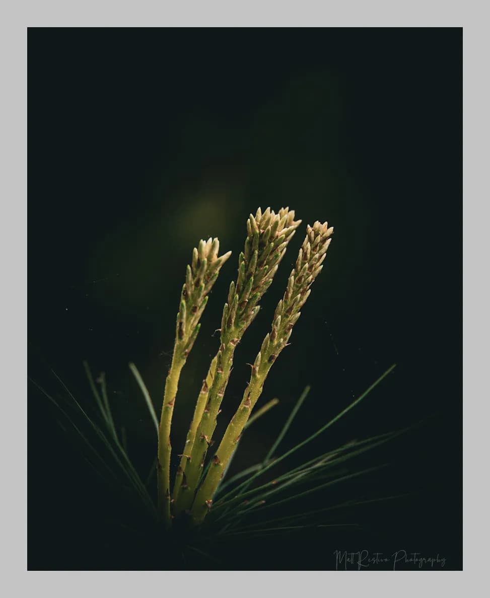 Whispers of Nature: A Close-Up Study of Pine Sprouts in the Shadows