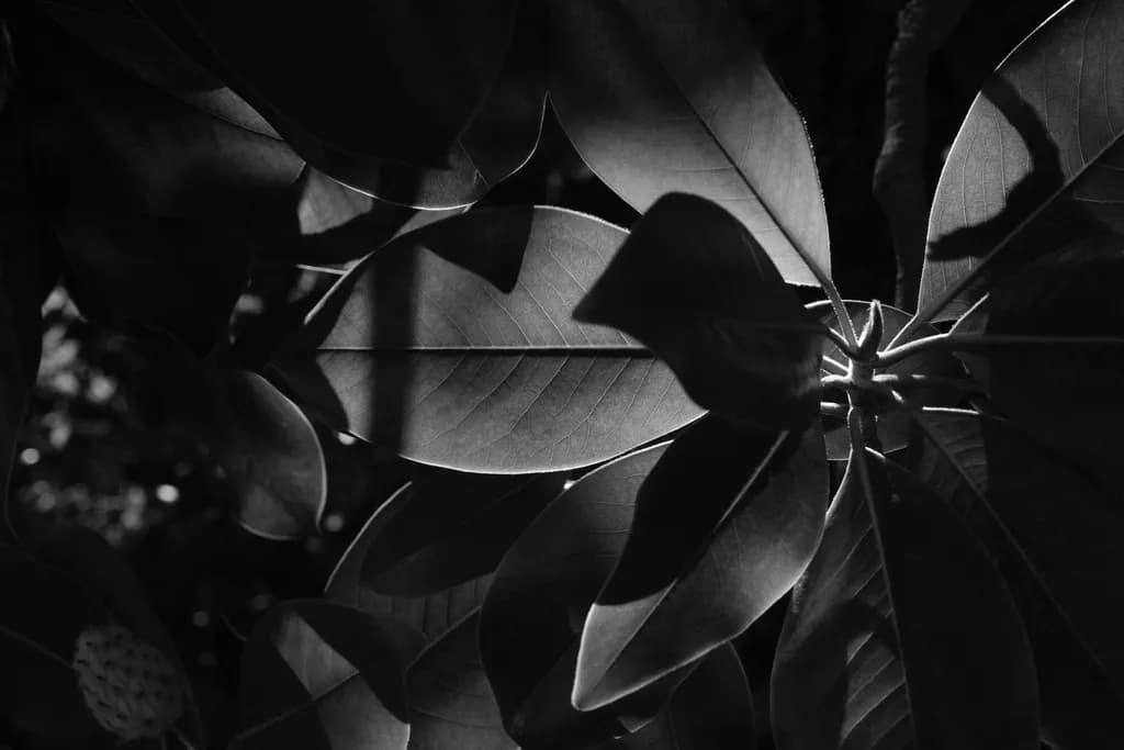 Plants in Shadow