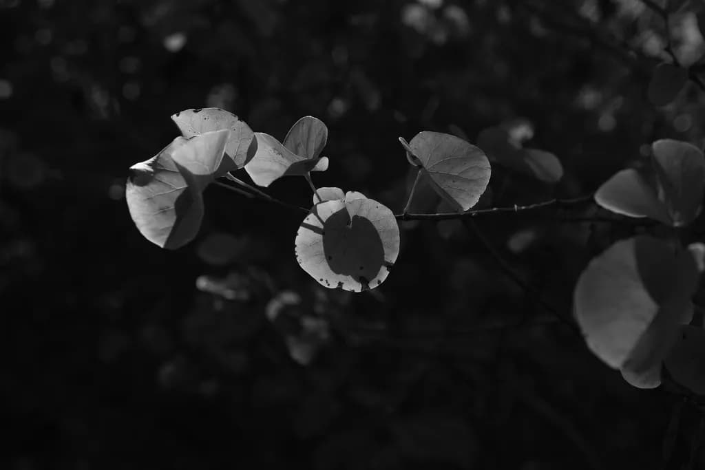 Plants in Monochrome