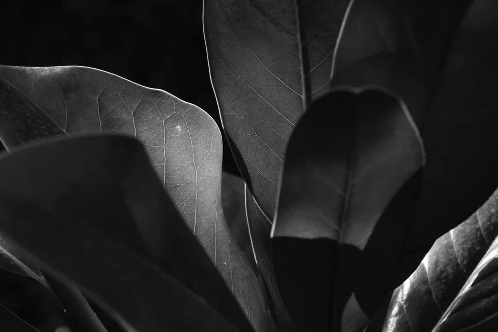Plants in Counterpoint