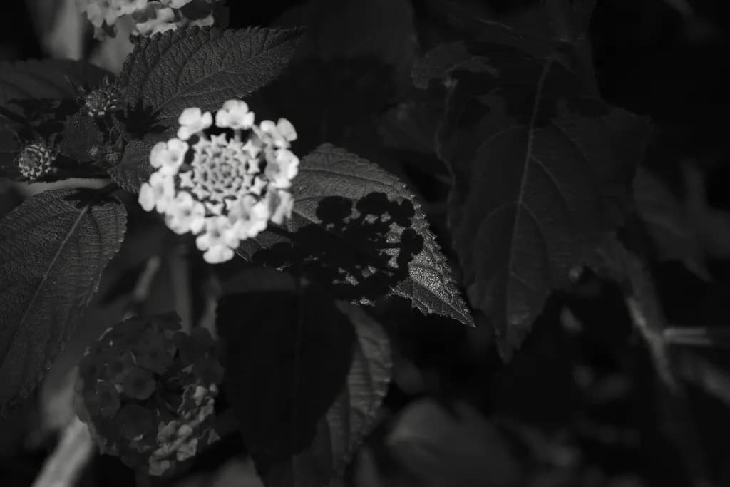 Plants in Monochrome Shadow