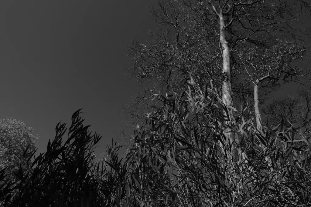 Plants Against Darkness