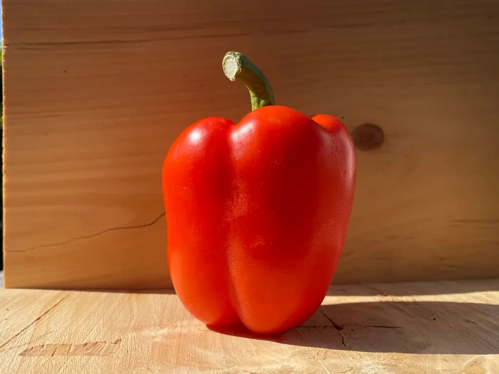 Sunlit Red Pepper