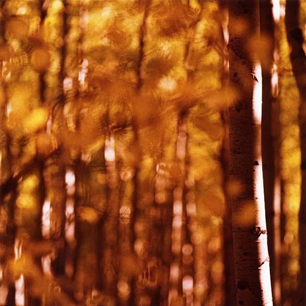 Autumn Focus