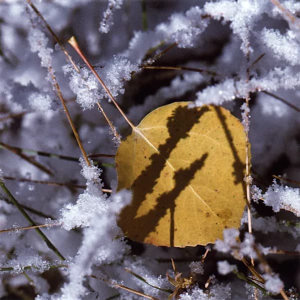Golden Leaf on Snow