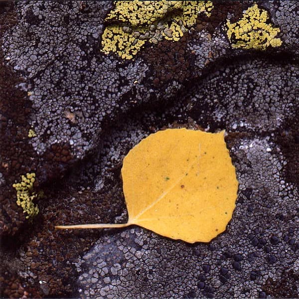 Autumn Leaf Texture