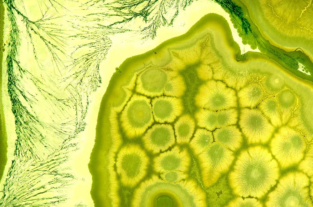 Whispers of Green: Exploring the Heartbeat of Nature's Connections