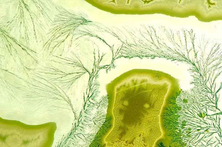 Whispers of Green: An Abstract Exploration of Nature's Patterns and Connections