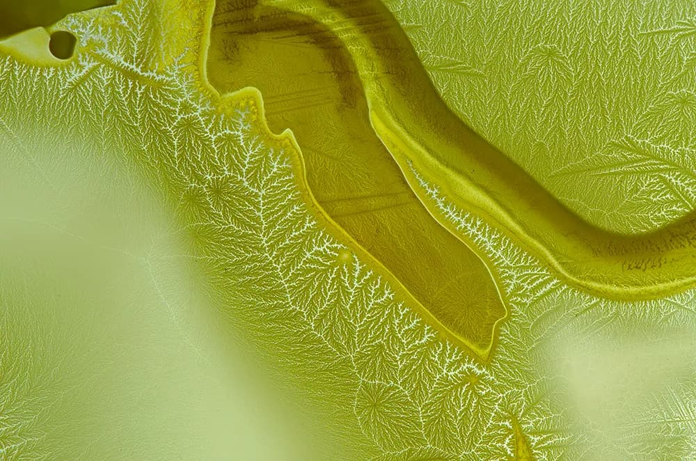 Whispers of Green: An Abstract Journey Through Organic Textures and Patterns