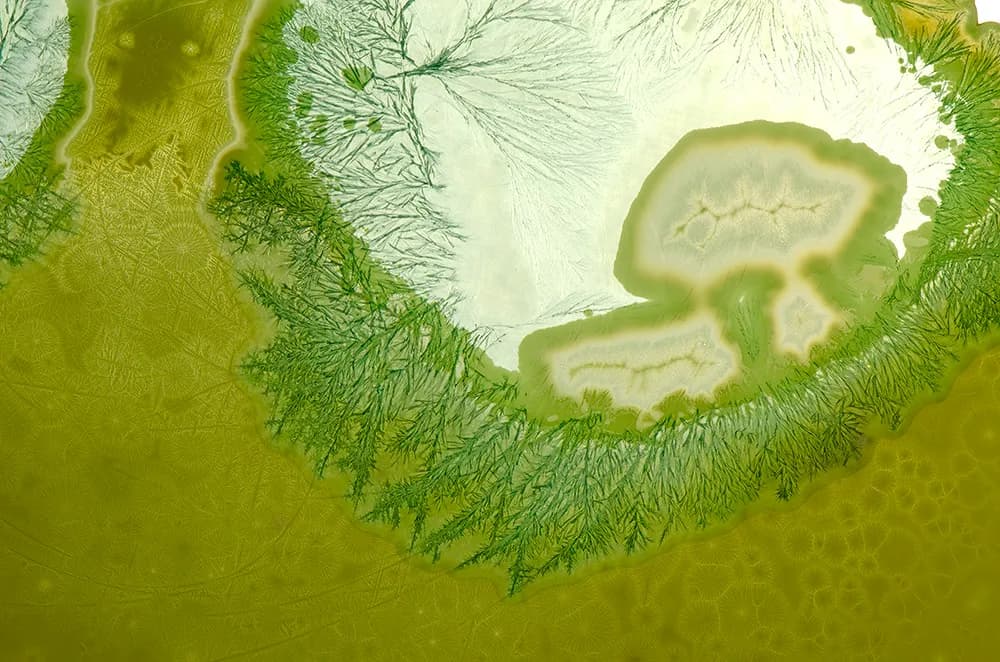 Whispers of Green: A Journey Through Nature's Heart and Human Connection