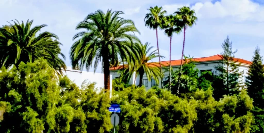 Palm Trees and Red Roof