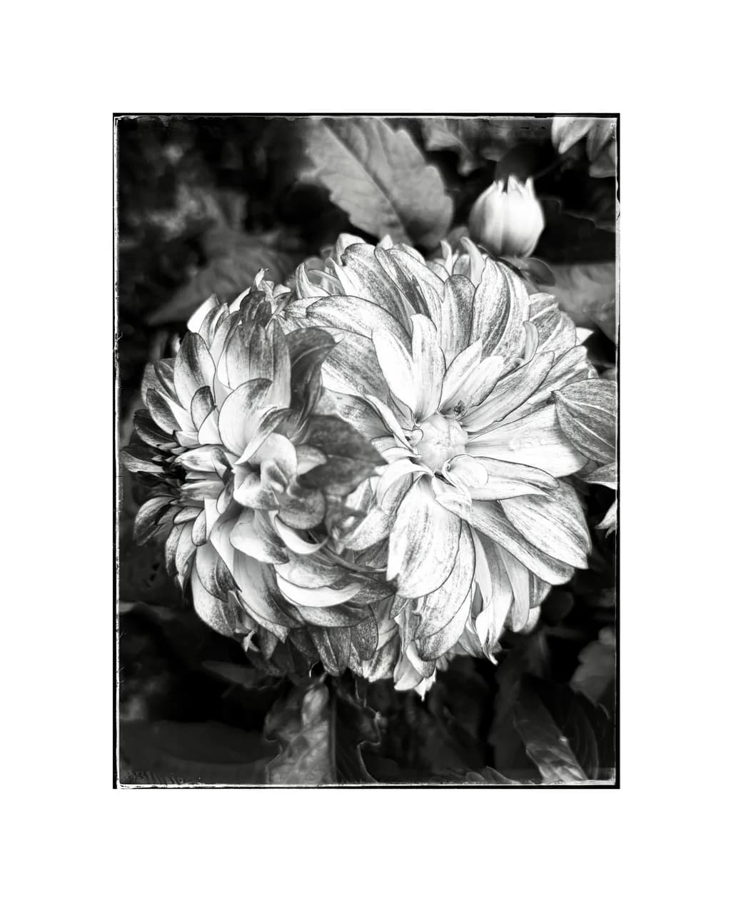 Blooming Flower Study