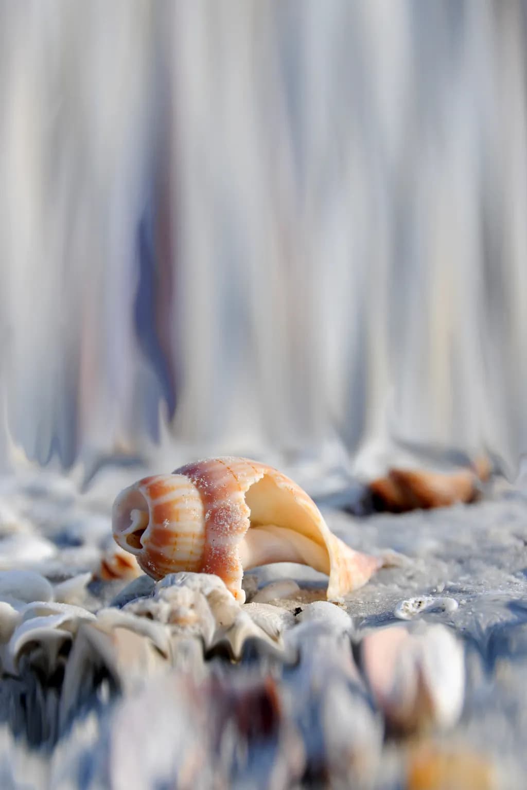 Whispers of the Shore: A Serene Shell's Journey Through Time