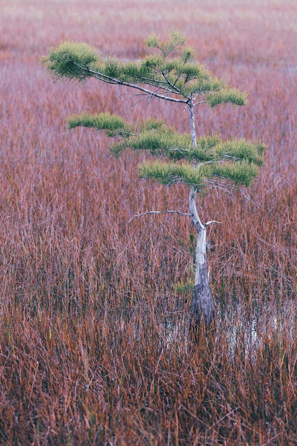 Lone Cypress in a Red Swamp