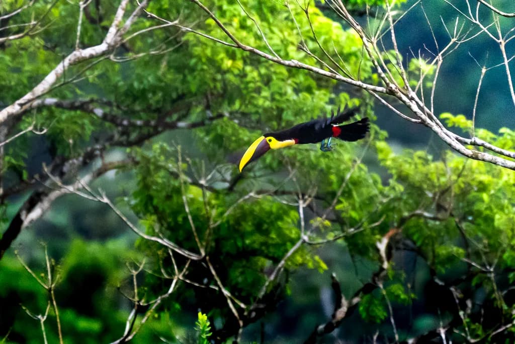Toucan in Flight