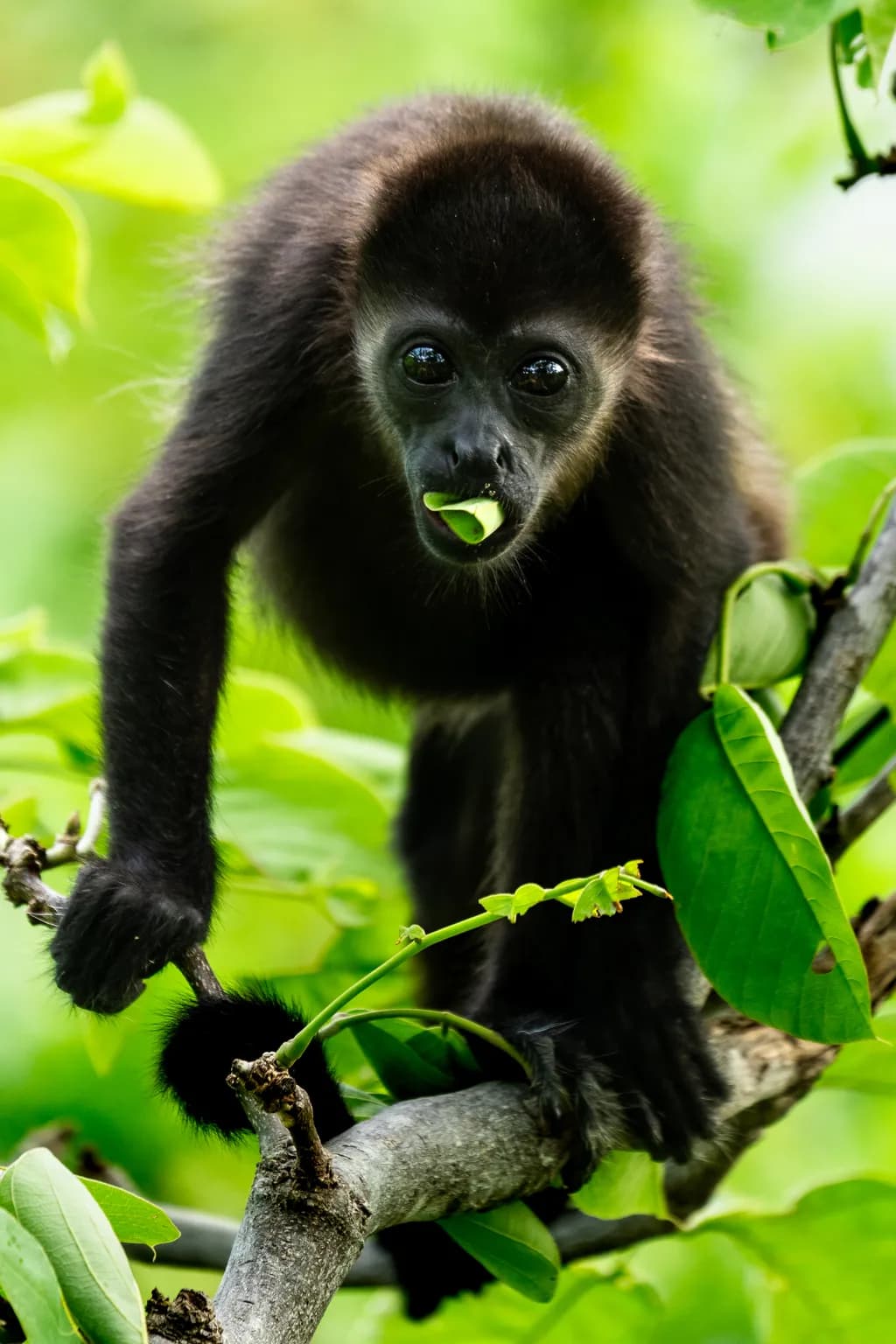 Leaf Snack