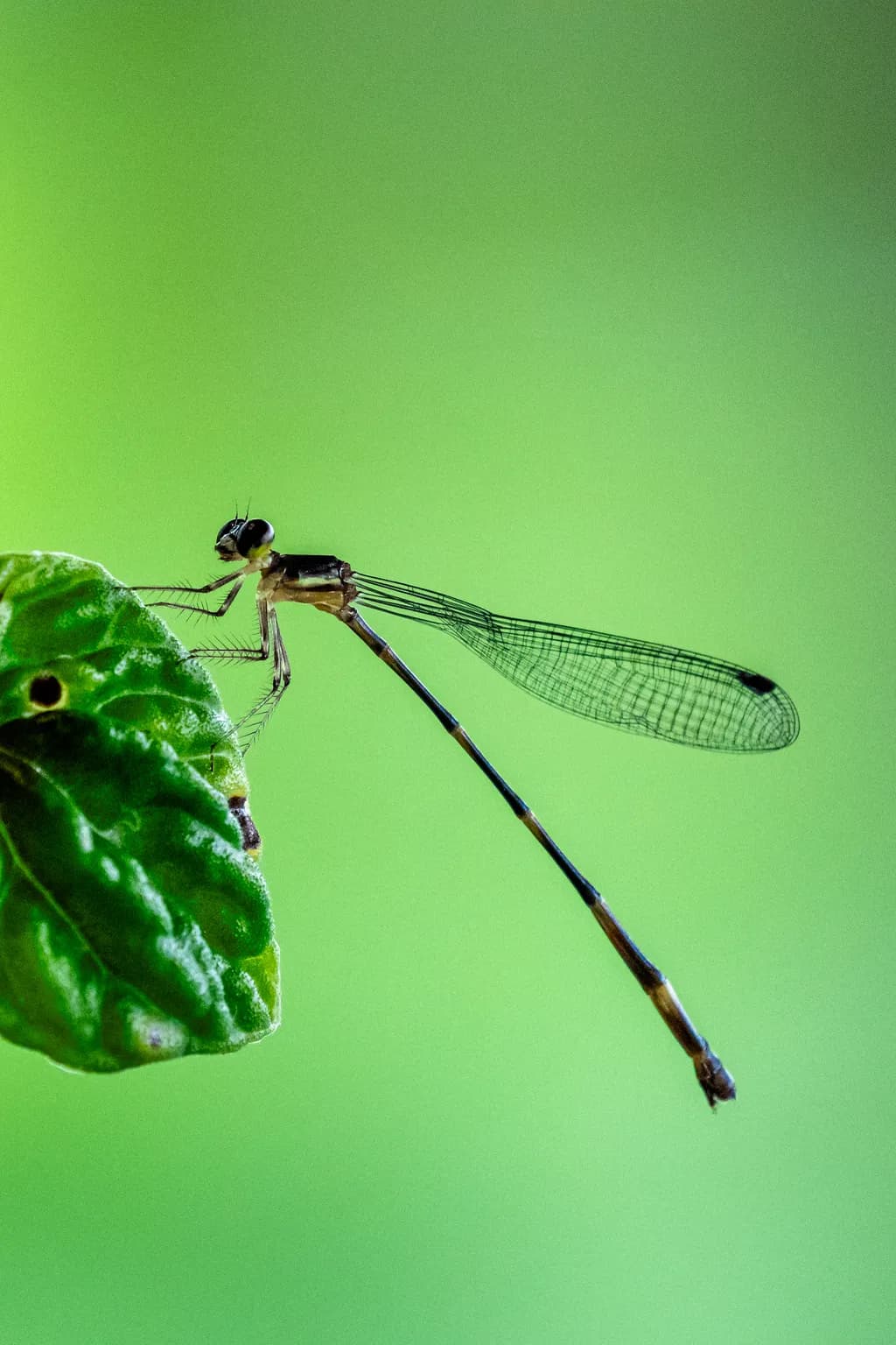 Delicate Balance