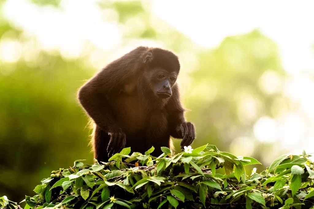 Curious Howler