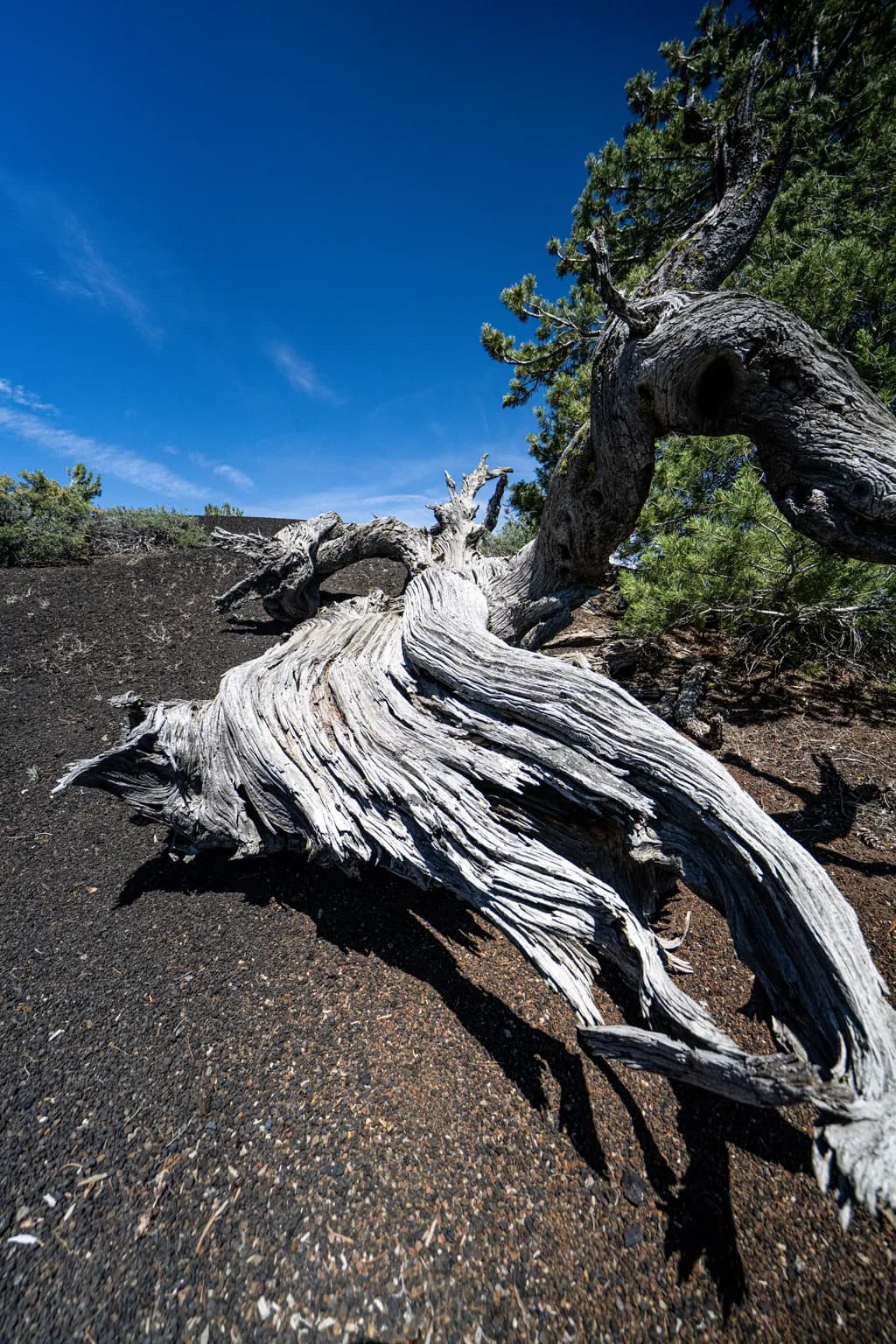 Old Dead Tree