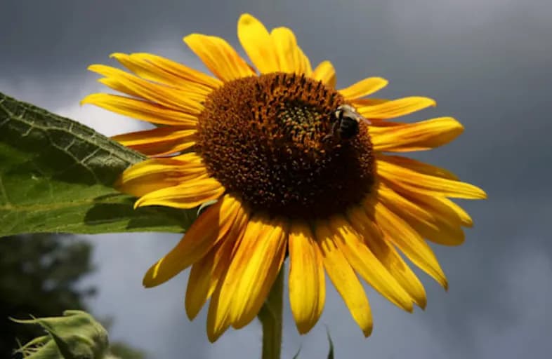 Golden Embrace: A Sunflower's Dance with Nature's Pollinator