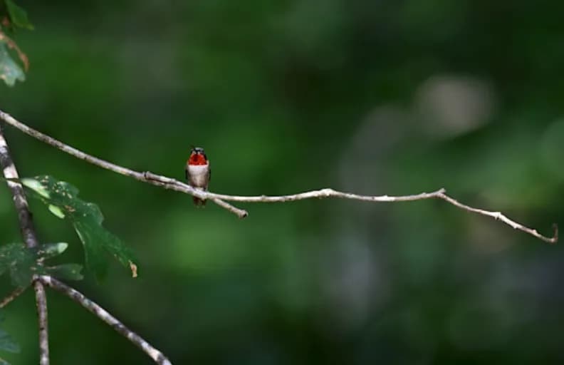 Whispers of Nature: A Hummingbird's Serenade on a Branch