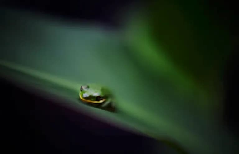 Whispers of Nature: A Macro Portrait of a Green Frog on Leaf