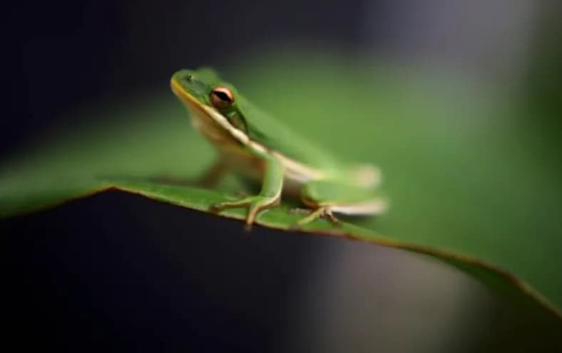 Whimsical Leap: A Green Frog's Moment of Serenity on a Leaf