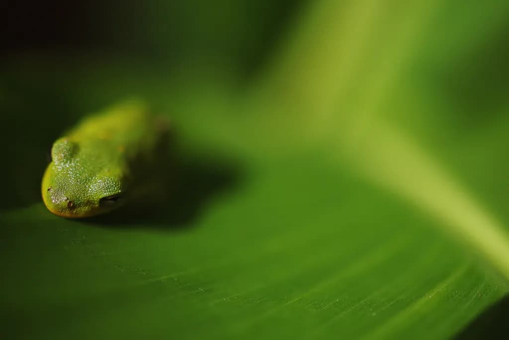 Whispers of Green: A Serene Frog's Embrace on Nature's Canvas