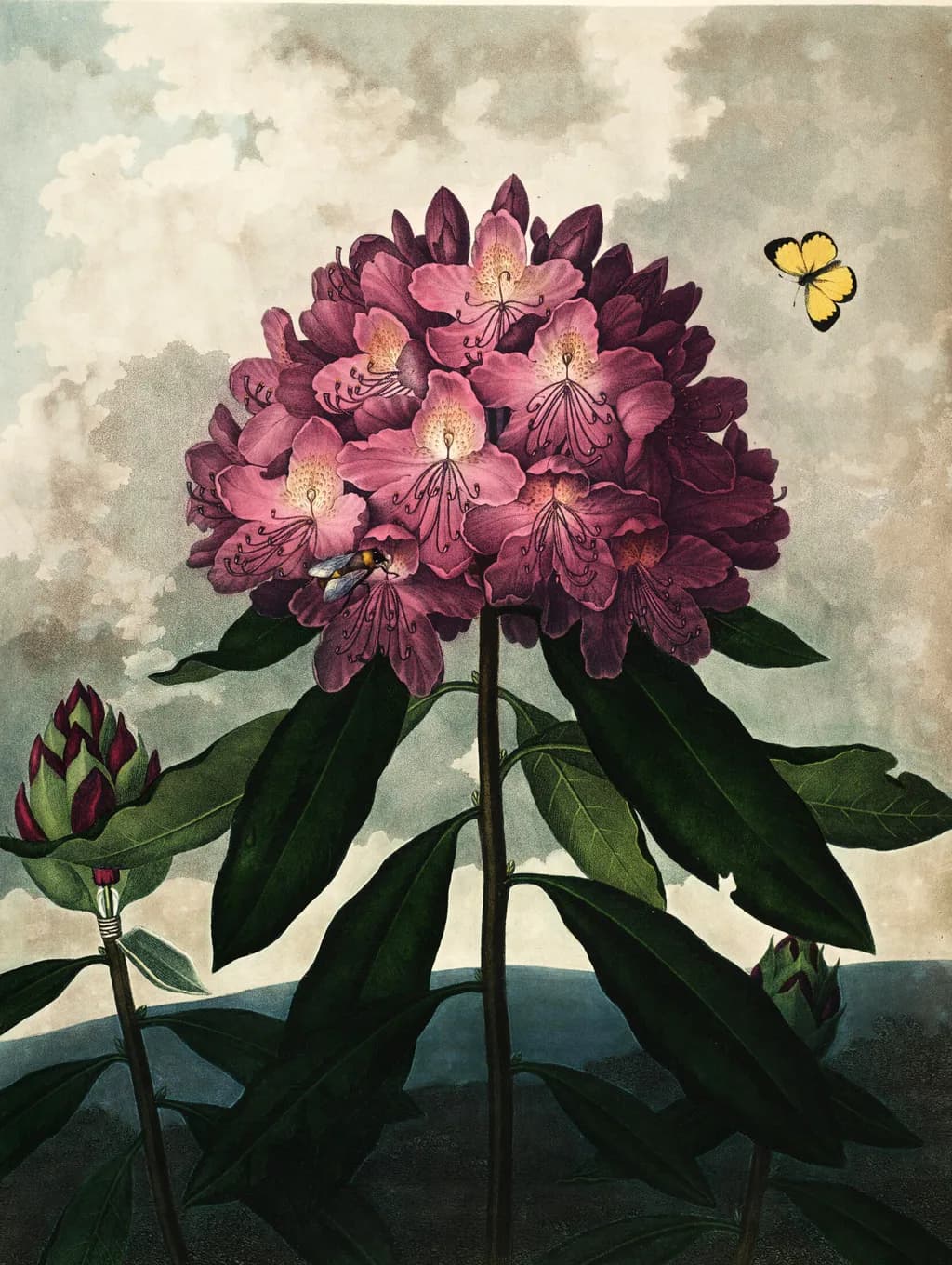 Rhododendron Bloom