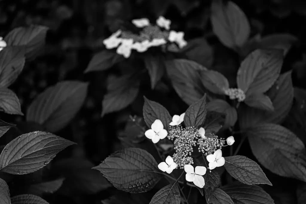 Whispers of Nature: A Monochrome Dance of Hydrangeas and Leaves