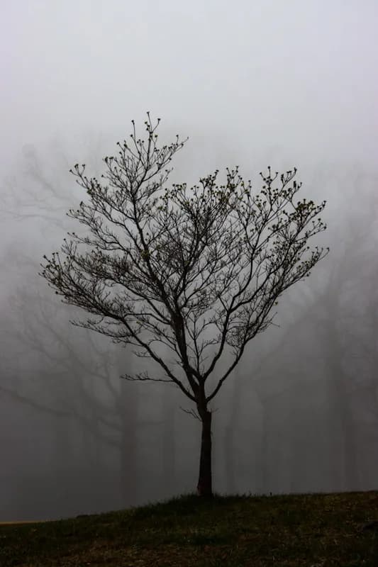 Whispers of the Fog: A Solitary Tree in Misty Silence