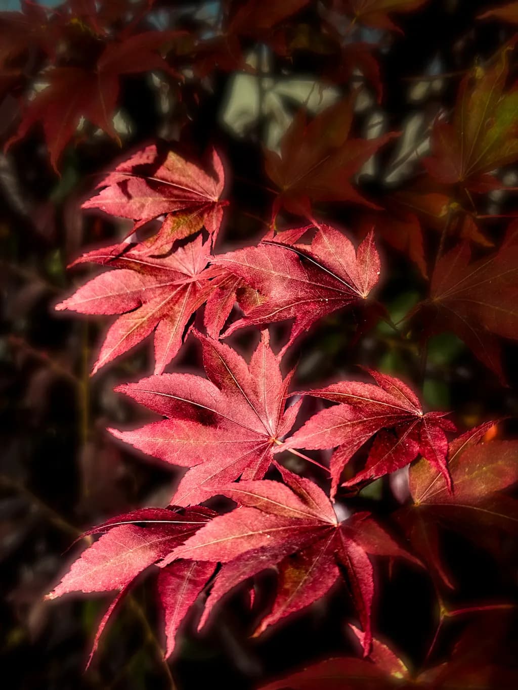 Crimson Whispers: The Elegance of Autumn Leaves