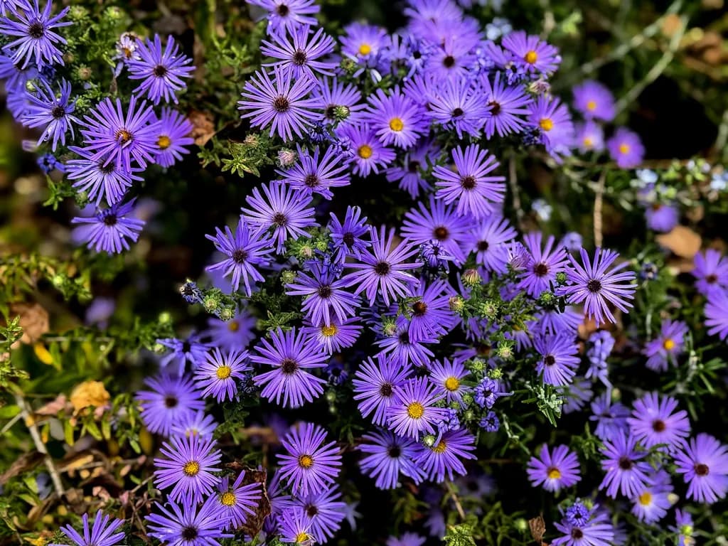 Whispers of Lavender: A Dance of Wildflowers in Bloom