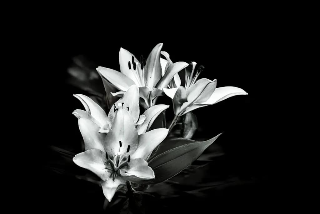 Lily Elegance