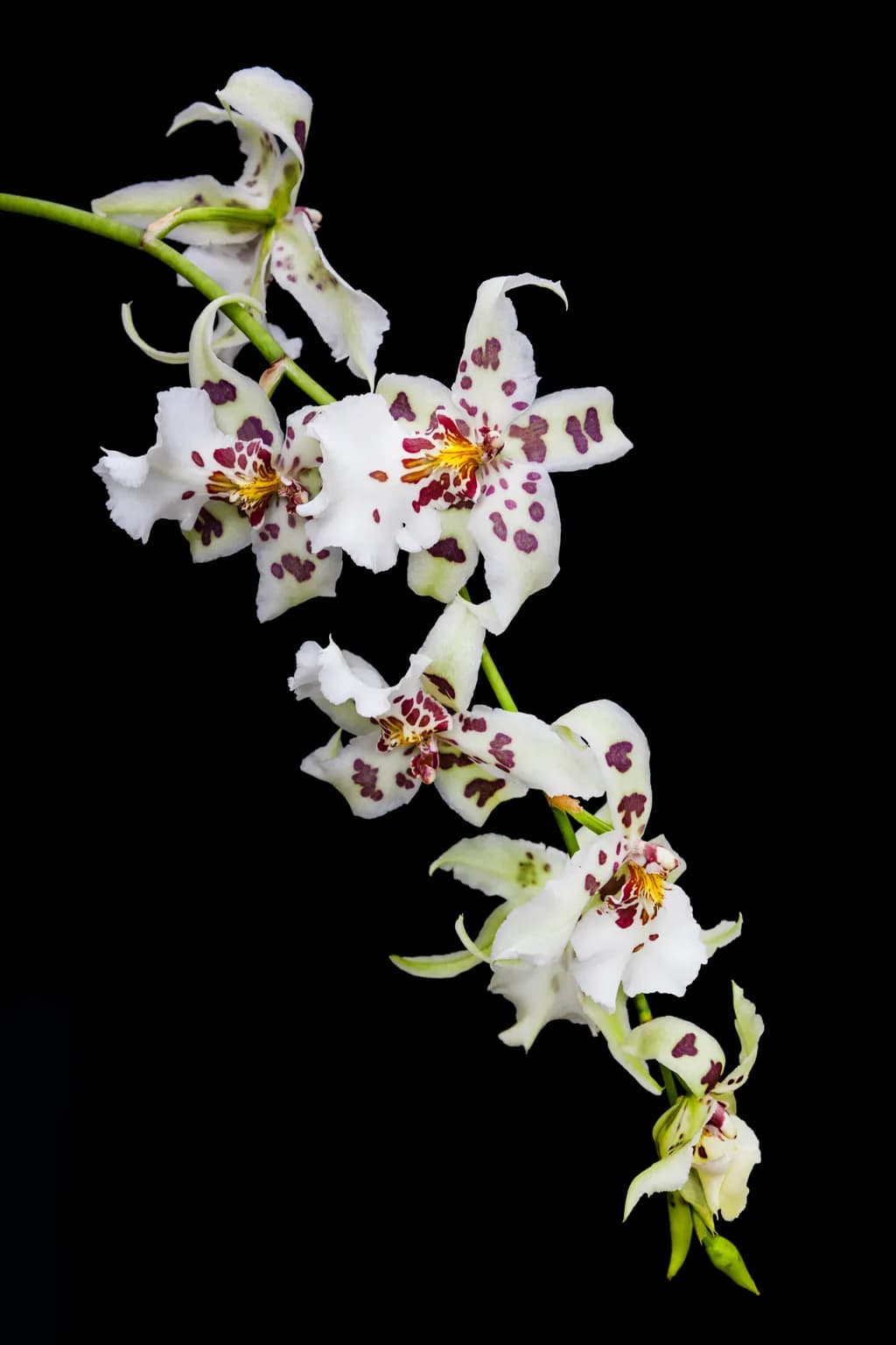 Whispers of Elegance: The Enigmatic Orchid Dance