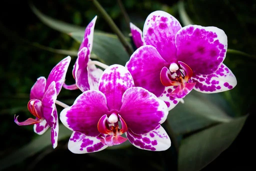 Whispers of Elegance: The Enigmatic Orchid in Bloom