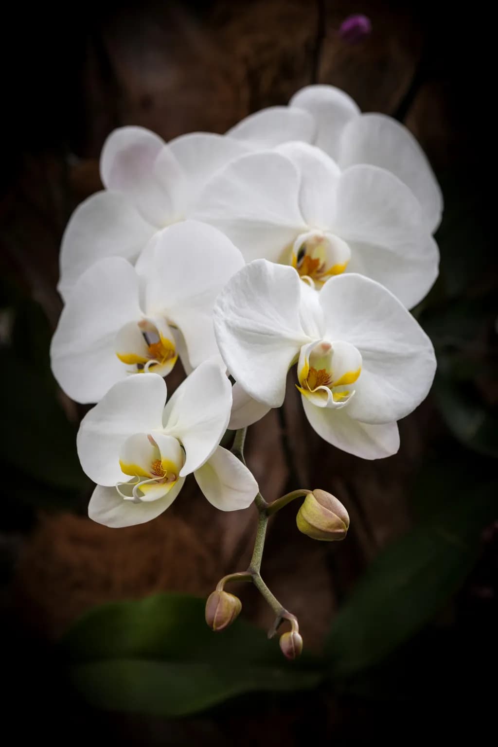 Whispers of Elegance: The Enigmatic Beauty of White Orchids