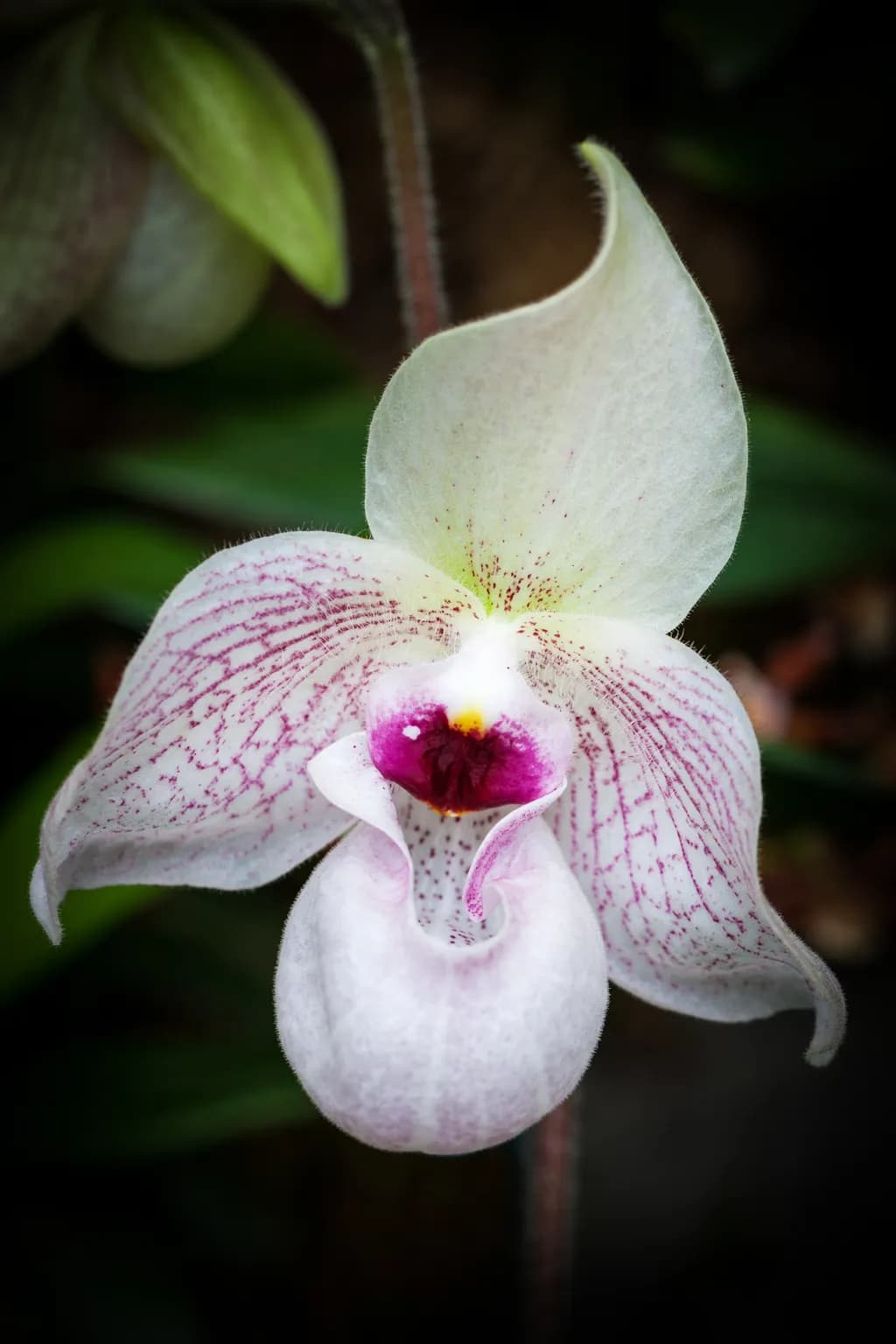 Whispers of Elegance: The Enigmatic Orchid in Bloom