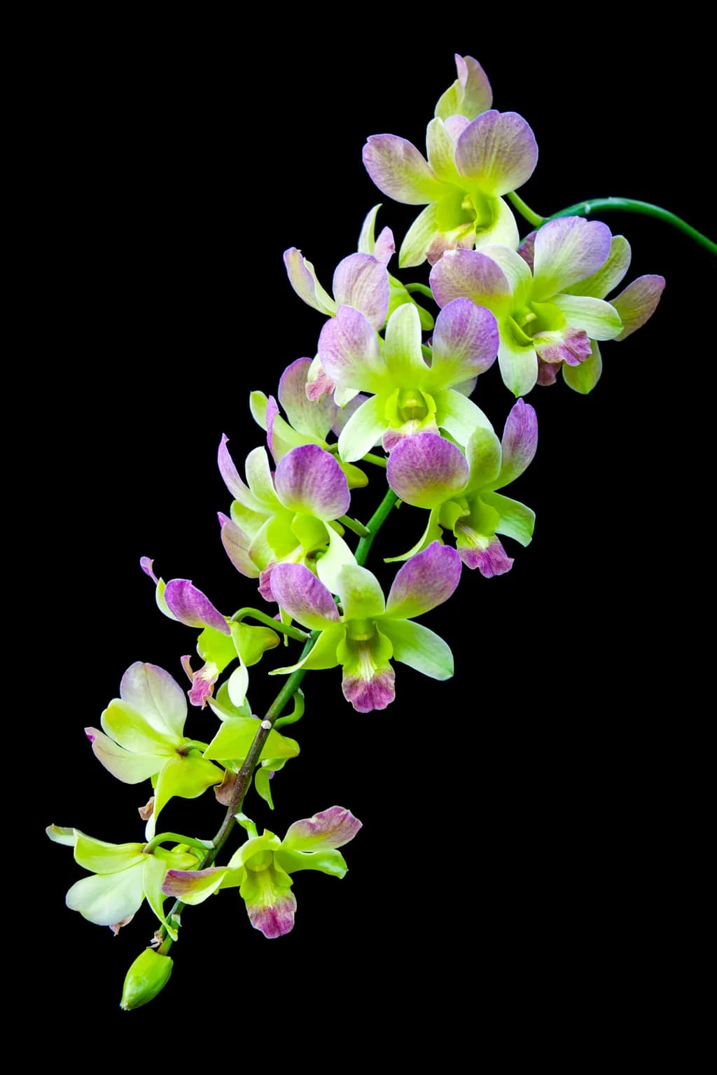 Whispers of Elegance: The Enigmatic Orchid Dance