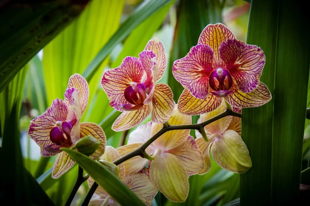 Whispers of the Orchid: A Botanical Symphony in Color