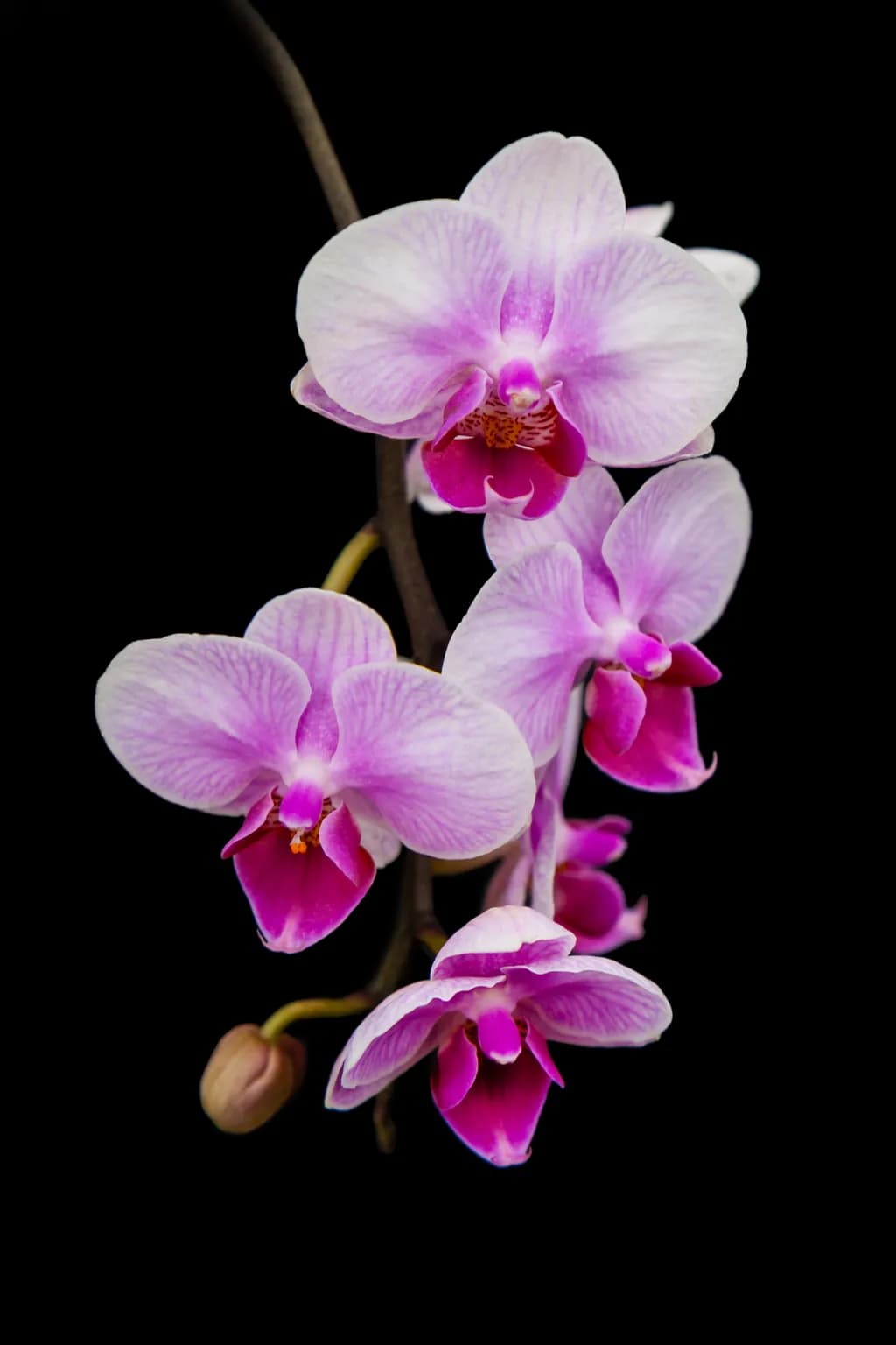 Whispers of Elegance: The Enigmatic Orchid Dance
