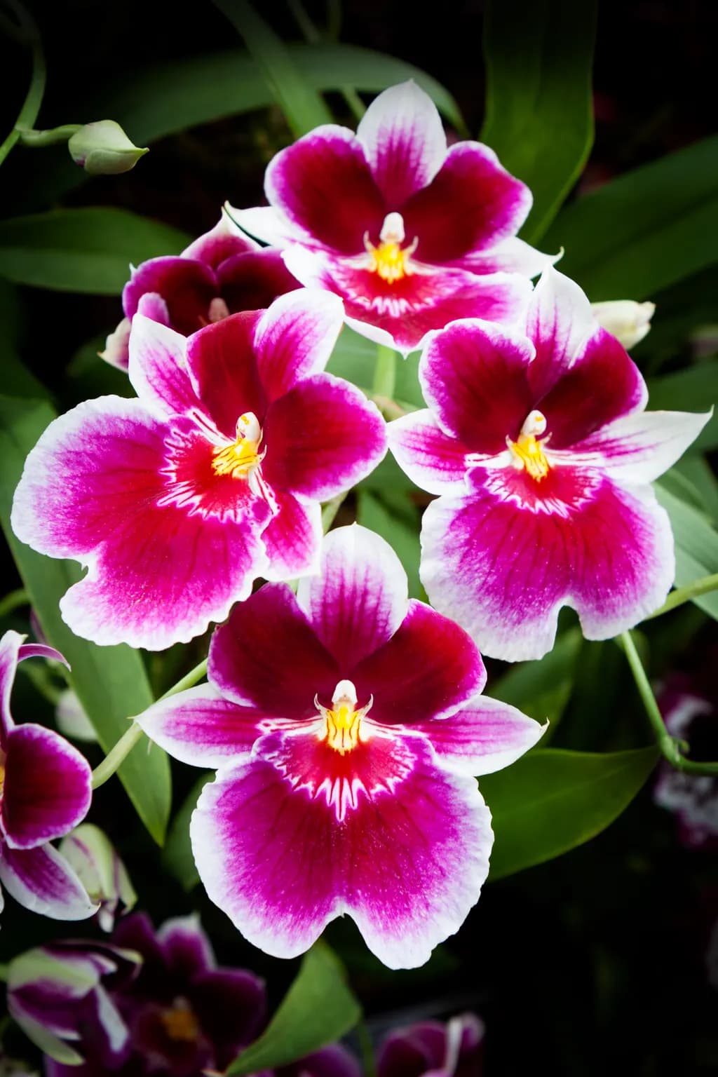 Whispers of Elegance: The Enigmatic Orchid Symphony